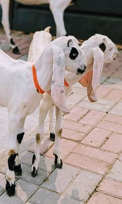 Ablak Rajanpuri cross Pair for sale | Male Female 0