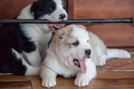 alabai dog male and female age 50 din for sale available