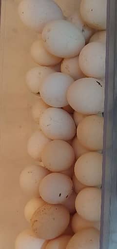 Fertile desi eggs.