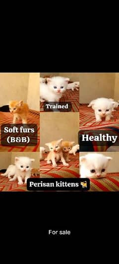 Persian kittens