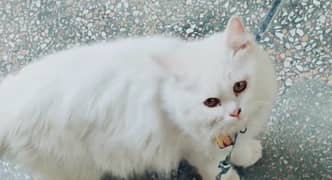 Persian male cat (WhatsApp 03”25”109”47”01)