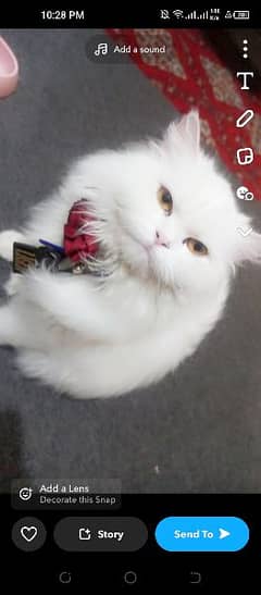 Persian . . Name Liger