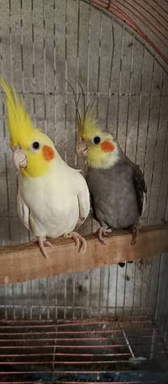 cocktail jambo size breeder birds