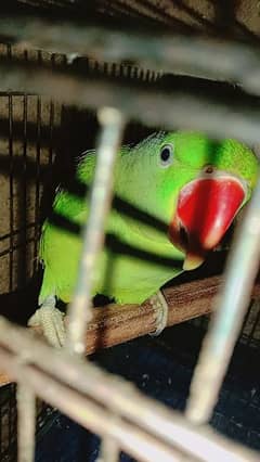 female raw talking parrot