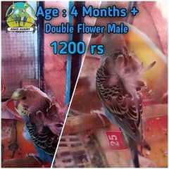 Hogoromo / Australian Parrot / Cocktail URGENT SALE