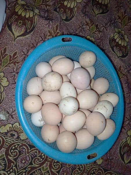 desi eggs 1