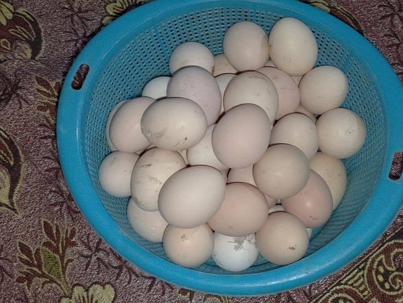 desi eggs 2