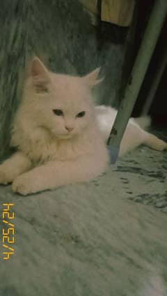 healthy male Persian cat