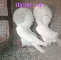 All types of pigeons available