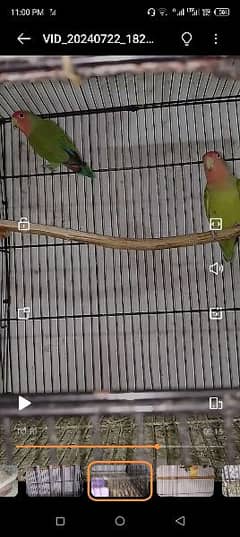 love birds breader pairs and pathy available