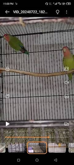 love birds breader pairs available