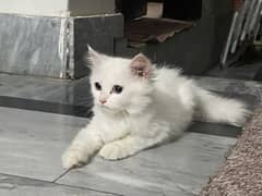 Adorable 2.5-Month Persian Kitten for Sale