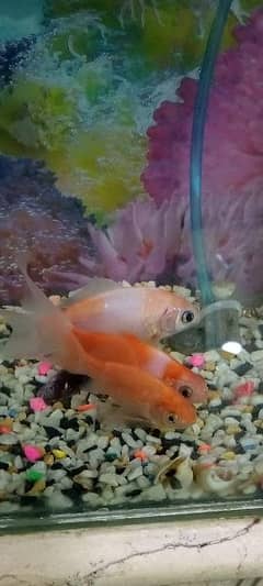 Aquarium along with 3 gold fishes for sale