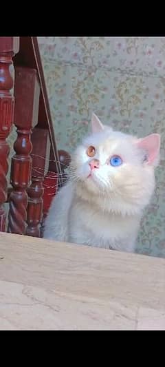 Persian cat male 2 colours eyes and female cat blue eyes 1 year old
