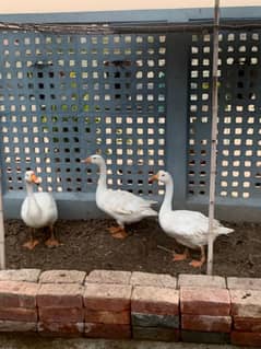 Big Size Breeder Ducks Trio set Long Neck White Color