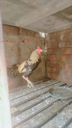 Aseel Mianwali Breeder Male Age 18 Month