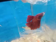 A grade Betta Fish