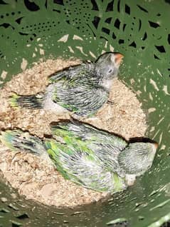 Green Ringneck Parrot Chicks. . .