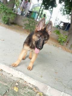 German Shepherd Long Coat female Puppy