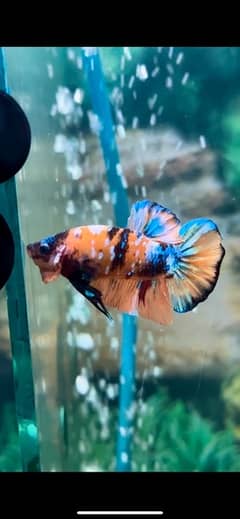 candy betta , black oranda , blackmoor ,