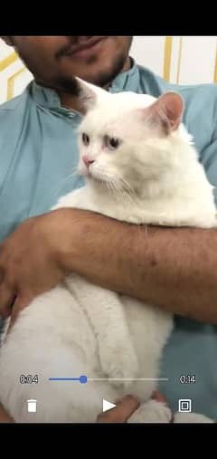 persian cate care krny m tang ho rhy hn location  13/2