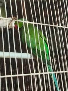 indian green ringneck parrot 0