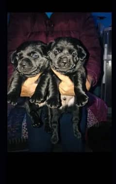 High Quality Labradors puppies available For Sale