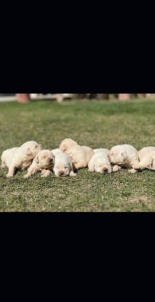 High Quality Labradors puppies available For Sale 1