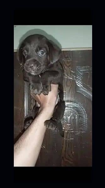 High Quality Labradors puppies available For Sale 2