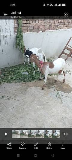 bakri