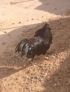 Ayam cemani for sale