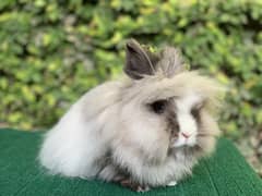 Rabbits | Fancy | Holland | Fuzzy | Lionhead | TeddyBear | Lop