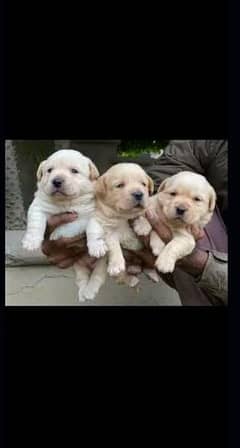 High Quality Labrador puppies available