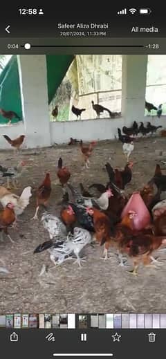 Golden Misary Hen bargaining