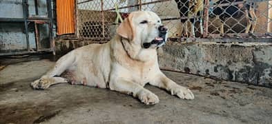 Labrador female full friendly