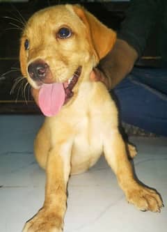 Labrador puppy available for sale