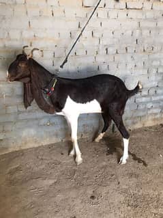 Kamori Sindhi cross goat.