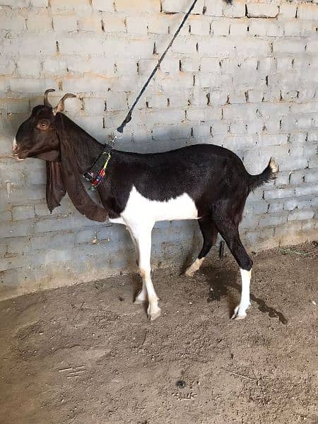 Kamori Sindhi cross goat. 0