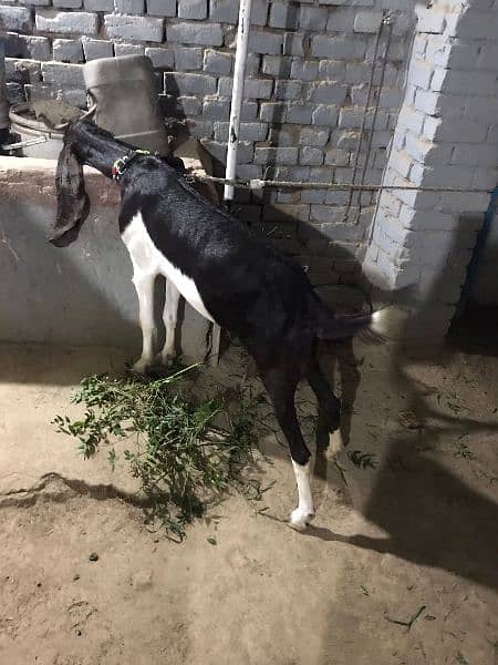 Kamori Sindhi cross goat. 2