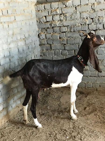 Kamori Sindhi cross goat. 3