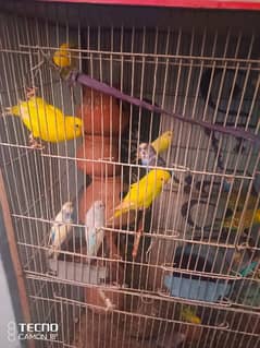 Parrot for sale with cage