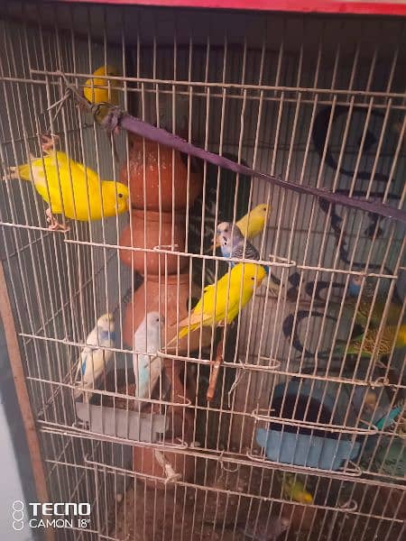 Parrot for sale with cage 0