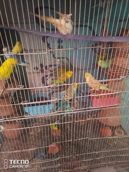 Parrot for sale with cage 1