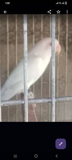 Albino Red eye male or albino Red eye split female with DNA for sale