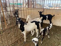 bakra teedy beautiful black and white gulabi cross active and healthy