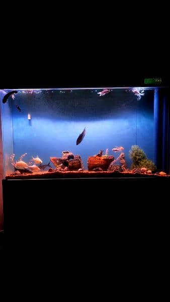 imported aquarium big size (2in1) 7