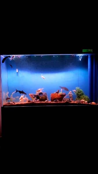 imported aquarium big size (2in1) 8