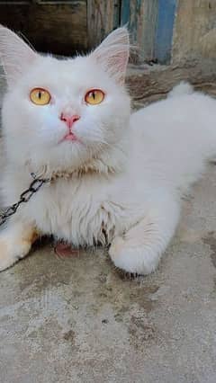 beautiful cat