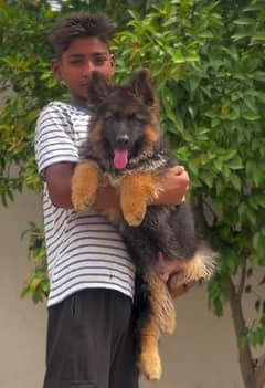 WOLRD HIGH CLASS QUALITY GERMAN SHEHPERD PUPPY AVAILABLE FOR SALE
