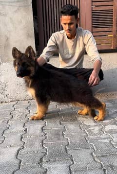 HIGH QUALITY GERMAN SHEHPERD PUPPY FOR SALE